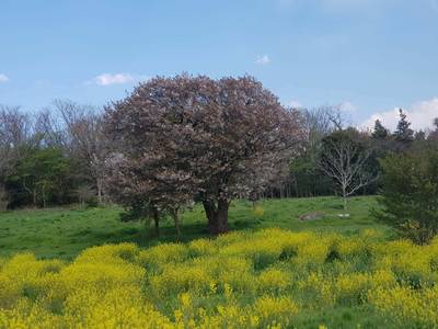 市民の森の木